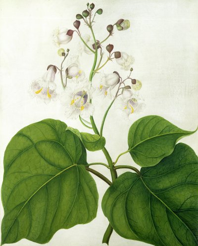 Catalpa Speciosa by Matilda Conyers